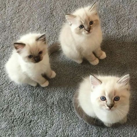 Introducing - The Three Amigos !! The Three Amigos, Three Amigos, Gato Grande, Cat Yoga, Kitten Care, Three Cats, Great Cat, Mama Cat, Baby Kittens