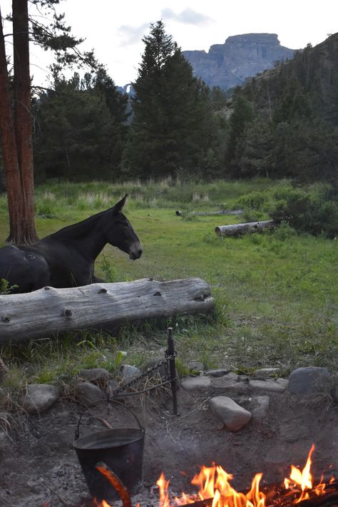 Even Blossom the mule wants to hang out and enjoy the campfire!  Join us on a summer pack trip or fair-chase big game hunt in Wyoming.  #elkforkoutfitters #mules #wyoming #packtrip #huntingcamp #wyomingvacation #vacationideas #westernvacation #unpluggedvacation #shoshonenationalforest #outwest #camping #blackwaternaturalbridge Arizona Cowgirl, Camping With Horses, Cowboy Camping, Mule Horse, Horse Packing, Cowboy Camp, Hunting Aesthetic, Horse Camping, Pack Mule