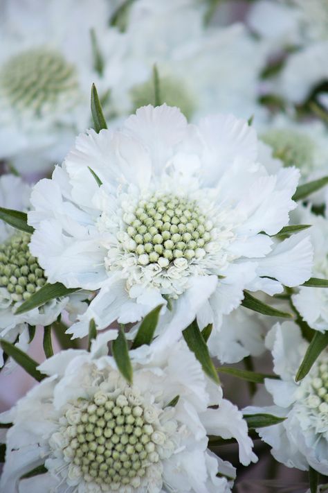 Ammi Majus, White Flowers Garden, Daucus Carota, French Country Garden, Meteor Garden 2018, Garden Makeover, White Plants, Luxury Garden, White Love