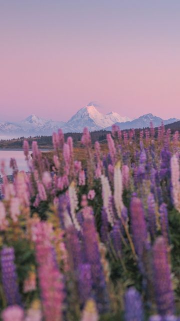 Lupins Flowers, Cutest Outfits, New Zealand South Island, Milford Sound, Fields Photography, South Island, Sunrise Photography, The Hand, Travel Inspo