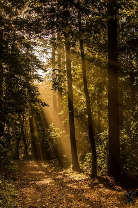 Forest Path, Beautiful Forest, Nature Garden, Foto Art, Beautiful Places Nature, Wild Nature, Mellow Yellow, Nature Aesthetic, Scenery Wallpaper