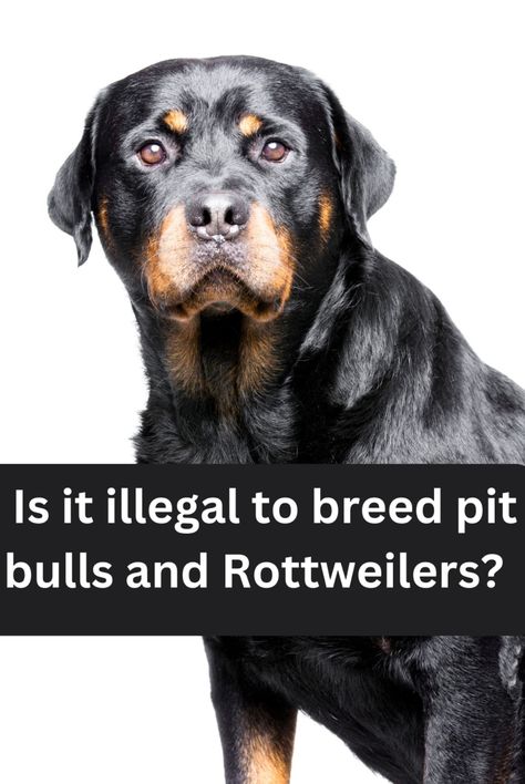 Is it illegal to breed pit bulls and Rottweilers? Pitbulls Puppies, Yes It Is, Pitbull Puppies, Pitbull Mix, Pit Bulls, Rottweiler, Puppies, Dogs, Animals