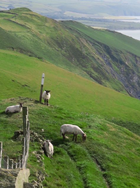 Wales coastal path, Ceredigion Ceredigion Wales, Holiday Destinations, Wales, United Kingdom, Hiking, Natural Landmarks, Travel, Art