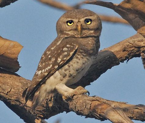 Albertine Owlet (Glaucidium albertinum) is found in Democratic Republic of the Congo and Rwanda. List Of Birds, World Birds, Dreamy Artwork, Migratory Birds, Rare Birds, Rare Animals, Endangered Animals, Animal Alphabet, The Verge