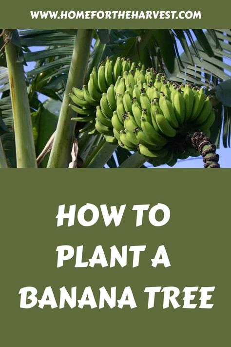 How to plant a banana tree 🌱 🍌 A step-by-step guide to success Grow Banana Tree, Tree Transplanting, Banana Types, Gardening Memes, Sensitive Plant, Basil Seeds, Basil Plant, Small Banana, Banana Tree