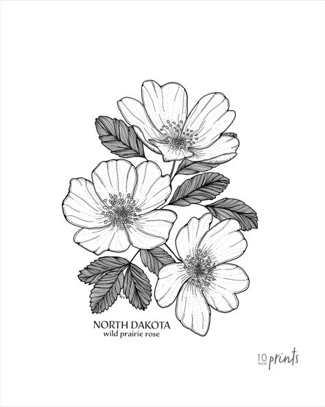 A cluster of wild prairie roses, with a North Dakota state label. State flower print. Digital download. Black Ink Flower Drawing, Prairie Rose Drawing, Three Flowers Drawing, Prairie Tattoo Ideas, Prairie Rose Tattoo, Primrose Flower Drawing, Three Flowers Tattoo, Three Flower Tattoo, Wild Rose Drawing