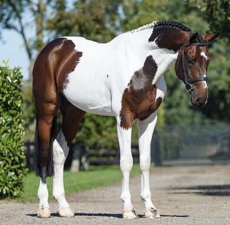 Cheval Pie, Horse Standing, Dutch Warmblood, Warmblood Horses, Rare Horses, Beautiful Horses Photography, American Paint Horse, Pinto Horse, Beautiful Horse Pictures