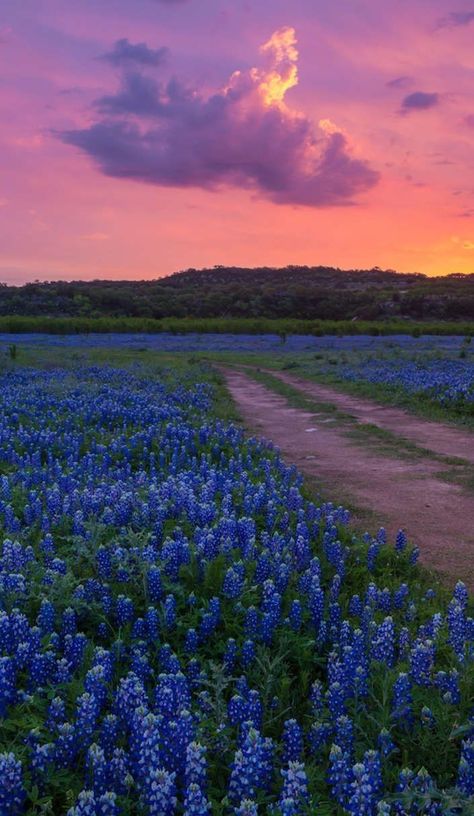 Texas Hill Country, Best Places To Visit, Country Road, Hill Country, The Sun, Road Trip, Places To Visit, Texas, Sun