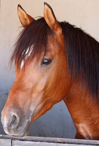 Portrait Cheval Banque d'images et photos libres de droit - iStock Horses, Animals