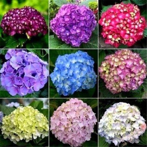 Balcony Planting, Hydrangea Seeds, Seed Pots, Hydrangea Colors, Cheap Flowers, Seed Pack, Planting Hydrangeas, Blooming Plants, Growing Seeds