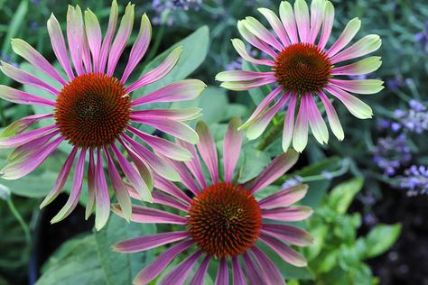 Patio Fruit Trees, Prairie Planting, Prairie Flower, Hummingbird Garden, Echinacea Purpurea, Plant Tags, Wildflower Garden, How To Attract Birds, Buy Plants