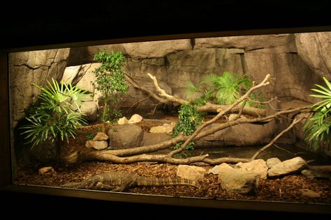 Water Monitor Enclosure, Ackie Monitor Enclosure, Savannah Monitor Enclosure, Ackie Monitor, Monitor Enclosure, Savannah Monitor, Snake Terrarium, Bearded Dragon Enclosure, Snake Enclosure