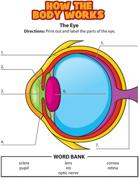 eye activity gif or notebook Parts Of The Eyes Worksheet, Parts Of The Eyes, Human Eye Diagram, Eye Diagram, Parts Of An Eye, Body Science, Human Body Science, Human Body Activities, Ap Psychology