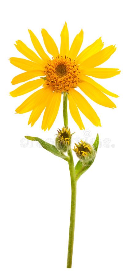 Flower On White Background, Nature Guide, Natural Pet Care, Dog Remedies, Arnica Montana, Maltese Dogs, Homeopathic Remedies, Healthy Pets, Spiritual Health