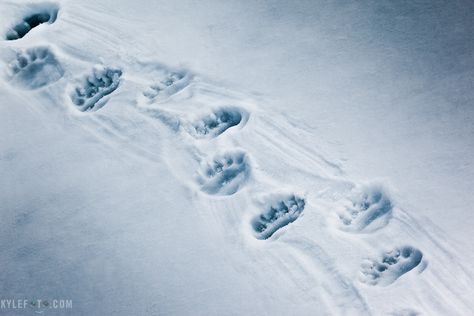 Male Waterbender, Vault Aesthetic, Winter Animals Preschool Activities, The White Vault, Jenika Snow, Inuit Mythology, Polar Bear Paw, Bear Tracks, Arctic Tundra