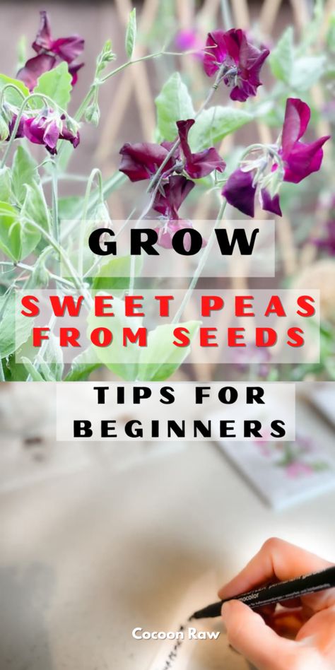 Grow Sweet Peas, Sweet Pea Plant, Growing Sweet Peas, Sweet Pea Seeds, Drought Tolerant Perennials, Outside Plants, Sweet Pea Flowers, Flower Fragrance, Flower Colors