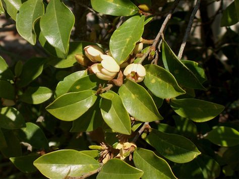 Banana Shrubs Part Shade Plants, Stop And Smell The Flowers, Shade Gardens, Tree Flowers, Front Courtyard, Texas Gardening, Plant Guide, Plant Identification, Evergreen Trees