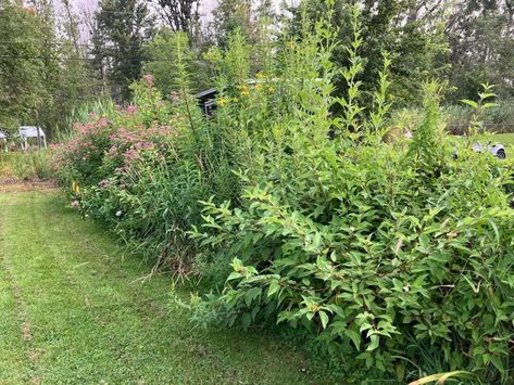 "Bonus: Pollinators and birds galore!” Homeowner shares image of the hilarious way they made their yard more private: ‘I needed a way to block my ugly neighbors’ first appeared on The Cool Down. Hummingbird Moth, Swamp Milkweed, Living Fence, Building A Fence, Fenced In Yard, Native Plants, The View, Lawn Garden, Being Ugly