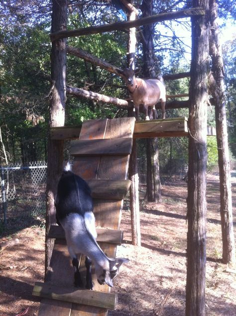 Goats in the tree house Goat Houses, Diy Tree Branch, Tree Platform, Play Grounds, Goat Playground, Goat Shed, Goat Pen, Pet Goat, Goat House