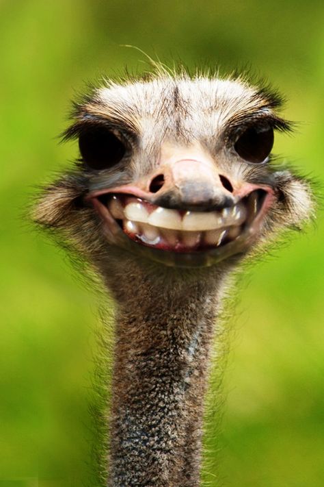 Ok, this is REALLY weird! What the heck is this "animal?!" KINDA CREEPY!!  #weird #creepy #animal??? Ostrich Animal, Ugly Photos, Ugly Animals, Smile Because, You Funny, I Smile, Bones Funny, Funny Photos, Make You Smile