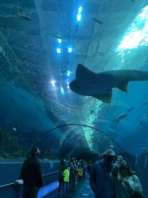 Atlanta Aquarium, Genoa Aquarium, Greenland Shark, Hawaii Style, Sealife, Cinematic Photography, Night City, Ocean Creatures, Summer Dream