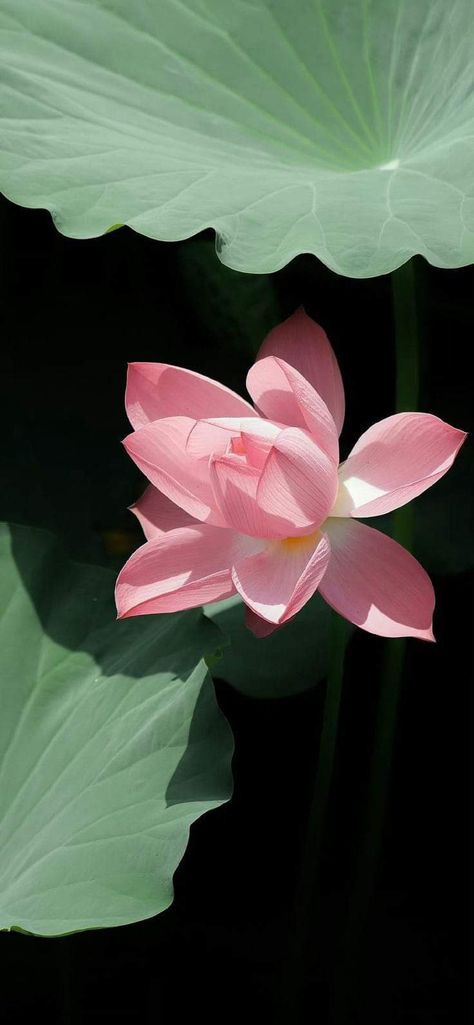 Lotus Aesthetic, Lotus Photography, Lotus Flower Wallpaper, Lotus Wallpaper, Pink Lotus Flower, Lotus Garden, Lotus Flower Pictures, Android Wallpaper Dark, Artsy Background