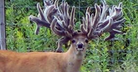 Craig Dougherty investigates the ugly side of deer farming, including this outrageous 561-inch buck. Whitetail Deer Pictures, Deer Farm, Big Deer, Wild Deer, Deer Pictures, Animal Agriculture, Mule Deer, Animale Rare, Unusual Animals