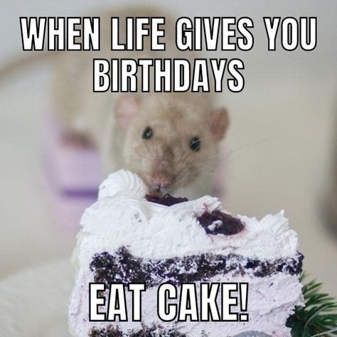 50+ Funny Birthday Cake Memes for Him & Her Funny Cake Ideas Humor, Birthday Memes Cute, Birthday Funny Meme, Birthday Memes Funny, Cute Birthday Meme, Funny Cake Ideas, Birthday Memes For Him, Hilarious Birthday Meme, Hilarious Happy Birthday