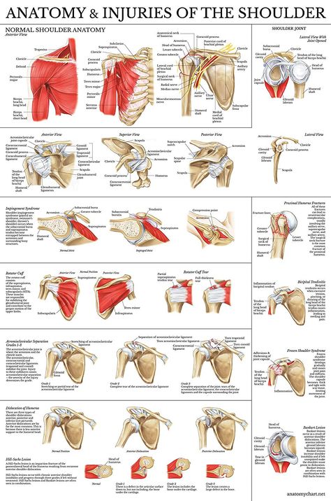 Muscle Skeleton, Shoulder Anatomy, Physical Therapy Student, Skeleton Anatomy, Basic Anatomy And Physiology, Skeletal System, Muscle Anatomy, Human Anatomy And Physiology, Medical Anatomy