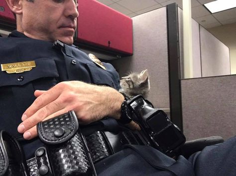 Kitten finds new home with Lakeland police officer | WFLA.com Stray Kitten, Kitten Rescue, Humanity Restored, Animal Stories, New Dads, Crazy Cat Lady, Cute Funny Animals, Crazy Cats, Police Officer