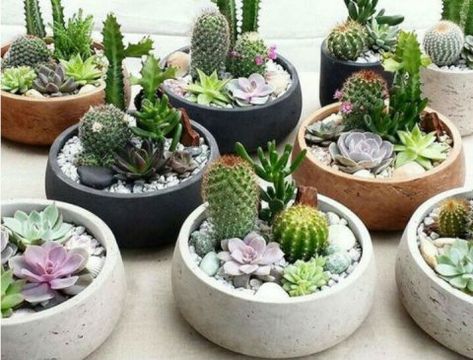 decoraciones para la casa con suculentas Flower Bookey, Mini Cactus Garden, Cactus Garden Landscaping, Perennial Garden Design, Northwest Flowers, Potager Garden, Garden Crafts Diy, Garden Design Plans, Succulent Gardening