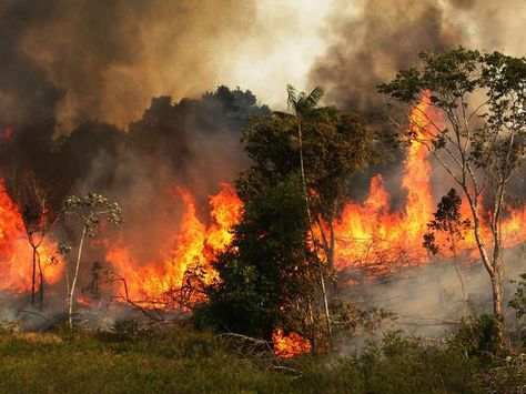 Brazil Rainforest, Amazon Deforestation, Amazon Forest, Indigenous Community, Amazon Rainforest, Tropical Rainforest, Forest Fire, West Bengal, International News