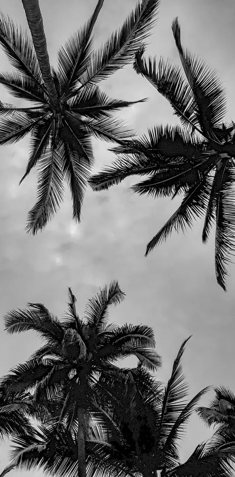 Black And White Beach, Palm Wallpaper, Beach Wallpaper, Black And White Wallpaper, White Wallpaper, Pretty Wallpapers, Plant Leaves, Iphone Wallpaper, Wallpapers