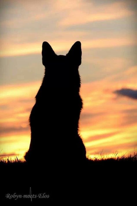 German Shepherd Wallpaper, German Shepherd Photography, Dog Foto, Cattle Dogs Rule, German Shepherd Art, Cattle Dogs, Black German Shepherd, Dog Photoshoot, Silhouette Painting