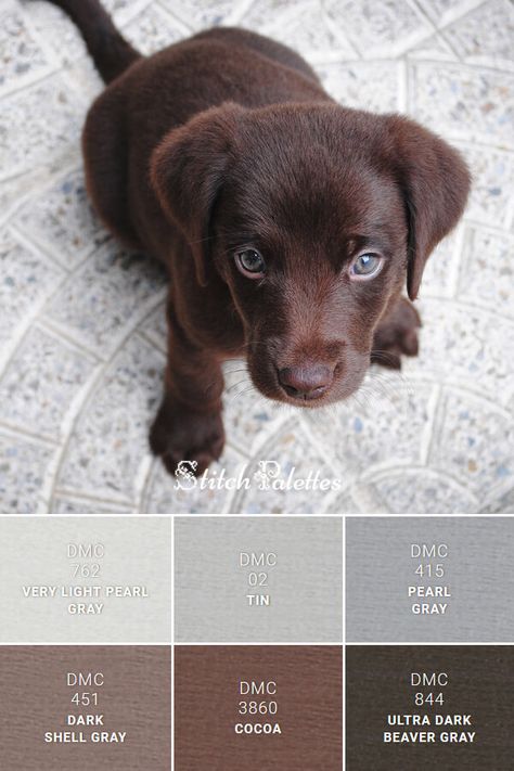 Stitch Palettes, House Color Palettes, Pearl Gray, Color Schemes Colour Palettes, Dmc Embroidery, Design Seeds, Colour Board, Colour Palettes, Color Combo