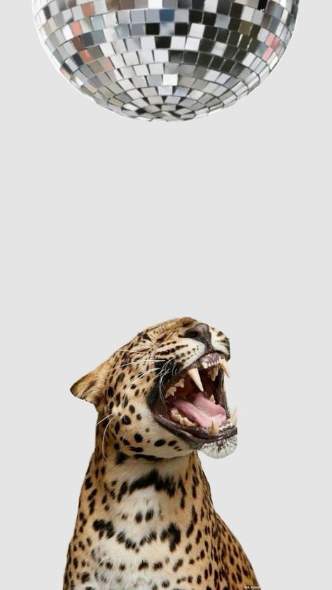 #background #cheetah #discoball #inspo #backgroundinspo Cheata Print Wallpaper Iphone, Cheetah Phone Theme, Cheetah Widget Aesthetic, Cheetah Asthetic Picture, Cheetah Widget, Glamour Cheetah, Backround Pics For Phone, Preppy Cheetah, Cheetah Aesthetic