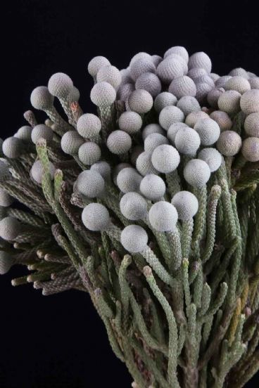 Cape Greens - Kaaps Brunia Silver Hybrid Flowers, Brunia Berries, Silver Brunia, Simple Wedding Bouquets, Flower Guide, Flower Studio, Winter Flowers, Seasonal Flowers, Bride Bouquets