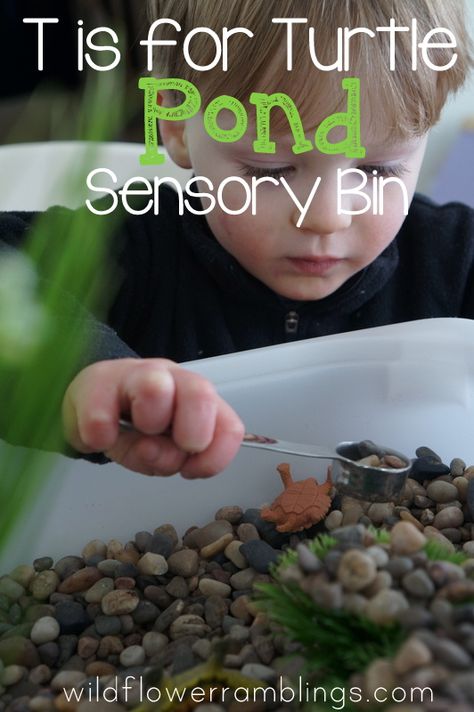 Pond Sensory Bin from Wildflower Ramblings Letter T Sensory Bin, Turtle Sensory Bin, Turtle Sensory Activities, Pond Habitat Preschool, Pond Sensory Bin, Turtle Montessori, Daycare Outdoor, Turtle Books Preschool, Pond Sensory