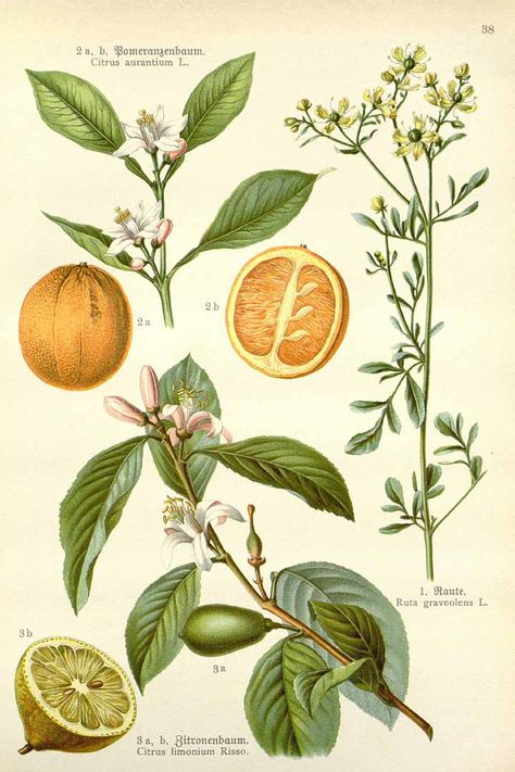 Citrus limon (L.) Osbeck, Citrus aurantium L., Ruta graveolens L. | Losch, F… Ruta Graveolens, Illustration Botanique Vintage, Illustration Botanique, Botanical Illustration Vintage, Vintage Botanical Prints, Scientific Illustration, Illustration Vintage, Botanical Illustrations, Botanical Drawings