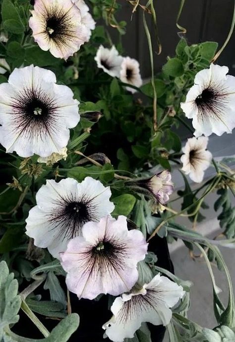 18 Beautiful Black and White Flowers | Balcony Garden Web Goth Garden Flowers, Black And White Garden Ideas, Black Petunias Combinations, Black Flower Garden, Black And White Plants, Black And White Garden, Spooky Garden, Halloween Plants, Flowers Balcony