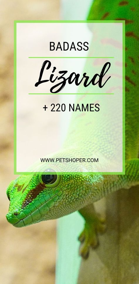 Are you looking for great badass lizard names? The lizard names in this category sound fierce and describing not-to-play-with lizards. These lizards may also be intimidating in the way they look. This naming, however, doesn’t necessarily mean that your lizard has to be fierce and dangerous to own it up. In any case, the name is just something that makes you feel good about your pet. #Badass Lizard Names #LizardNames #PetNames #Lizards #GeckoNames Lizard Names, Cool Pet Names, Tegu Lizard, Funny Lizards, Cute Pet Names, Cool Boy Names, Blue Tongue Skink, Pet Lizards, Red Names