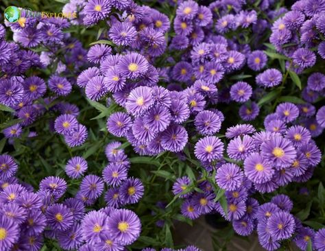 Heath Aster Flowers Aster Flower, Herbaceous Perennials, Attract Butterflies, White Clouds, Perennial Plants, Types Of Flowers, Planting Seeds, Mulch, Flower Seeds