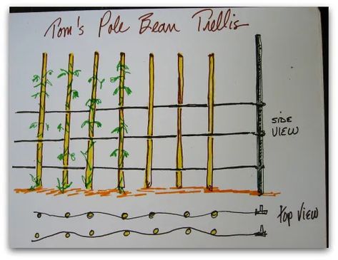 pole-bean-trellis-drawing Pole Bean Trellis, Green Bean Trellis, Homemade Trellis, Florida Weave, Fence Building, Dirt Girl, Cucumber Trellis Diy, Bean Trellis, Vegetable Trellis