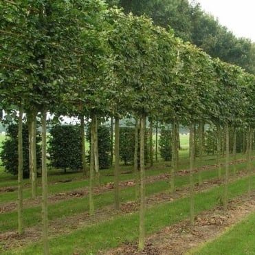 Pleached Trees, Hedge Trees, Fence Trees, Hornbeam Hedge, Screen Plants, Privacy Landscaping, Small Patio Garden, Garden Privacy, Tree Nursery