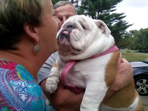 Cute Bulldog Puppies, Bulldog Pics, Bulldog Funny, Cute Bulldogs, English Bulldog Puppies, Bully Dog, Bull Dogs, British Bulldog, Bulldog Lover