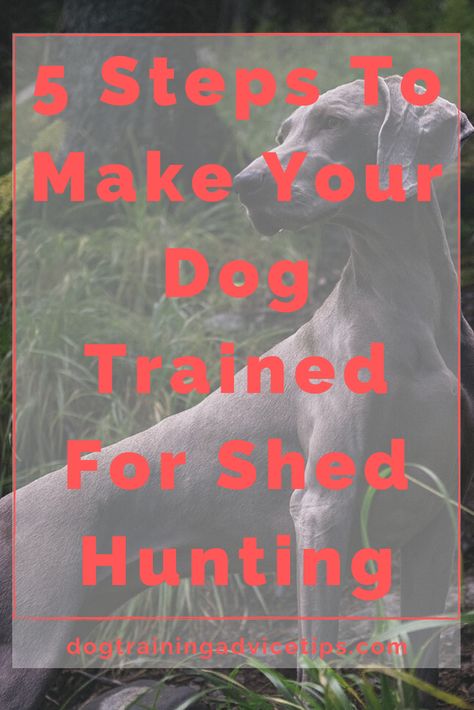 Hunting Dog Training, Shed Hunting, Duck Hunting Dogs, Antler Hunting, Yellow Lab Puppies, Train A Dog, Dog Training Advice, Black Lab Puppies, Dog Shedding