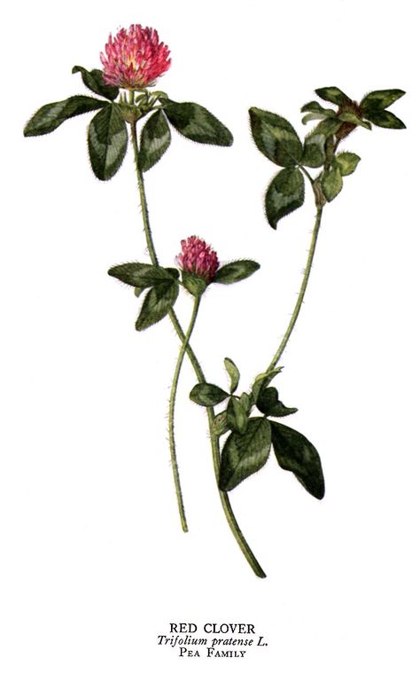 Red Clover - Trifolium_pratense (koniczyna łąkowa) Herb Benefits, Clover Seed, Free Online Library, Clover Tattoos, List Of Flowers, Red Clover, Blossom Tattoo, Clover Flower, Hand Flowers