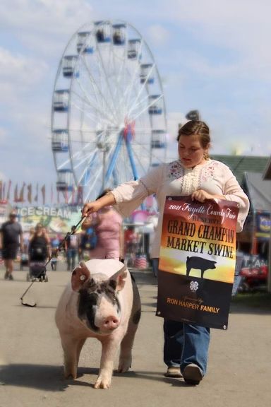 Show Pig Pictures, Ffa Pig Pictures, Pig Photoshoot, 4h Livestock, Future Mindset, Showing Pigs 4-h, Air Pollution Poster, Show Pigs, 4h Fair Memes