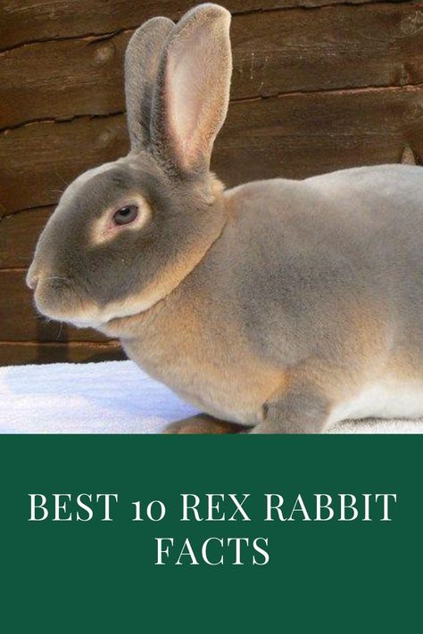 Standard Rex Rabbit, Rex Rabbit Colors, Mini Rex Bunnies, Silver Fox Rabbit, Rex Bunny, Rex Rabbits, Rabbit Breeding, Mini Rex Rabbit, Rabbit Facts