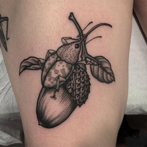 Lauren Vandevier on Instagram: “Acorn weevil for Lauren, swipe for a healed grasshopper pal @lakewoodelectrictattoo #btattooing #blackworkers_tattoo…” Weevil Tattoo, Woodland Tattoos, Acorn Weevil, Grasshopper Tattoo, Oak Tattoo, Creature Tattoo, Acorn Tattoo, Interesting Tattoos, Oak Acorn